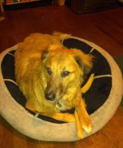 Advantage II XL Dog Vet-Recommended Flea Treatment & Prevention | Dogs Over 55 lbs. | 4-Month Supply 4-Pack 41 71jqqOSywYL