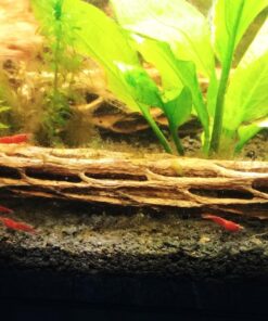 SunGrow Cholla Wood for Shrimps, Dried Husk of Cholla Cactus, Aquarium or Home Decor for Hermit Crabs, Pleco, 3 Pieces per Pack (3 Pieces, 6 inches) 37 71jtSg89JoL