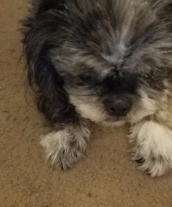 PET MAGASIN Japanese Stainless Steel Grooming Scissors (2) for Facial Hair and Larger for Body Trimming with Round Tip Grooming Sets 29 71jwhOYBxL