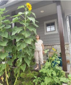 Mammoth Grey Stripe Sunflower Flower Seeds, 50+ Heirloom Seeds Per Packet, (Isla's Garden Seeds), Non GMO Seeds, Botanical Name: Helianthus annuus 27 71jwo0nPKWL