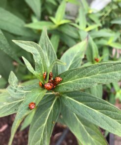 300 Live Ladybugs - Good Bugs - Ladybugs - Guaranteed Live Delivery! 49 71jxsWIE9L