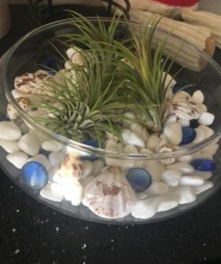 Sea Shells Mixed Beach Seashells - Various Sizes up to 2" Shells -Bag of Approx. 50 Seashells Seashells1 49 71jxxkKSCAL