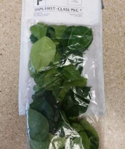 Fresh Kaffir Lime Leaves (Thai Lime Leaves) 1 Oz. ใบมะกรูด, 30 71jyED5ADLL
