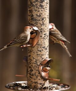 Audubon Park 12230 Songbird Blend Wild Bird Food, 5.5-Pounds, 4.5 lb, Green 8 71jypi8NXbL