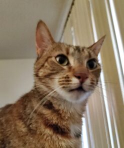 Royal Canin Indoor Adult Dry Cat Food, 15 lb bag 15 Pound (Pack of 1) 36 71k FPFhmUL