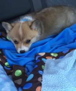 Petstages Orka Mini Dental Dog Chew Toys - 3 Pack Dental Chew 3 Pk 43 71k15LWz1FL