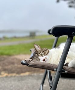 Purina Pro Plan Veterinary Supplements FortiFlora Cat Probiotic Supplement For Cats With Diarrhea - 30 ct. Box 39 71k19rij5PL