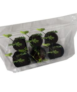 Zombie Plant Greenhouse Grow KIT- (Touch It and It Plays Dead!) Unique Nature Kit- Grow a Fun House Plant That Plays Dead When You Touch It! Comes Back to Life in Minute. Unique Christmas Gift Idea 19 71k214i98LL