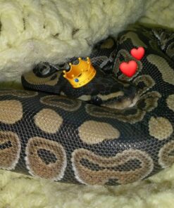 Nix Lice Killing Creme Rinse Extra Strength Family Pack, 2 Creme Rinse, 2 fl oz bottles & 2 Lice Combs 2 Fl Oz (Pack of 1) Lice Removal Comb 11 71k92Lh6tL