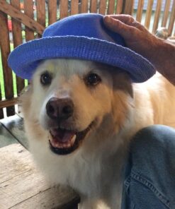 Amazing Turmeric for Dogs Curcumin Pet Antioxidant, Eliminates Joint Pain Inflammation, 120 Chews 33 71kAeKYH6xL