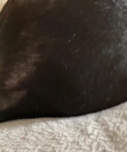 PetSilver Wound & Skin Spray with Chelated Silver, Made in USA, Vet Formulated, All Natural Pain Free Formula, Relief for Hot Spots, Wounds, Rashes and Various Skin Issues, 16 fl oz 16 oz. 18 71kCYC0ePYL