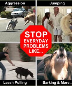 Don Sullivan Perfect Dog Command Collar with Extra Links and DVD, Large blue 17 71kE7duoX3L