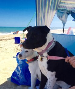 Texsport Calypso Quick Cabana Beach Sun Shelter Canopy 38 71kEtrgd1L 1