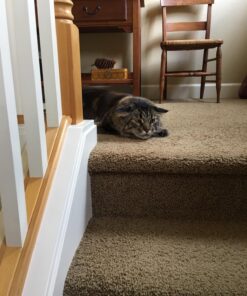 Go Cat Refill - Cat Catcher Mouse Toy Accessory Single 1 Mouse 23 71kFHZQldEL