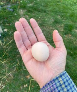 Manna Pro Crushed Oyster Shell Calcium Supplement For Laying Chickens - Poultry Treat - 5 lbs. 5 Pound (Pack of 1) 48 71kFoPtWGtL