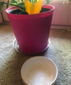 Trappify Sticky Gnat Traps for House Indoor - Yellow Fruit Fly Traps for Indoors/Outdoor Plant - Insect Catcher White Flies, Mosquitos, Fungus Gnat Trap, Flying Insects - Disposable Glue Trapper (12) 12 53 71kKCOs2fwL