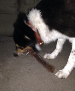 Best Bully Sticks 12 Inch Joint Jerky Gullet Dog Treats (12 Pack) - All-Natural Beef Dog Treats 12 Inch (12 Pack) 16 71kKhI8OxL