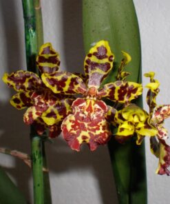 Maxicrop Liquid Seaweed (Kelp Extract, 32 Oz 26 71kKjuEBTdL