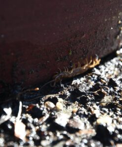 Nikon D500 DX-Format Digital SLR with 16-80mm ED VR Lens Black 69 71kKnBP8fEL