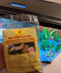 SunGrow 50 pcs Catappa Indian Almond Leaves for Betta Fish Tank Aquarium, 2” Water Conditioner Leaves, Leaf Also Suitable for Shrimp, Goldfish, Guppy and Frogs 50 Leaves 49 71kM1DtH70L