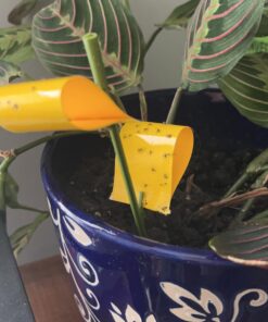 Safer Brand 5026 Houseplant Sticky Stake Insect Traps for Indoor Plants - Controls Fungus Gnats, Whiteflies, Midges, Thrips, Fruit Flies, and Black Flies - 1 Pack, 7 Traps 30 71kMEUiCqeL