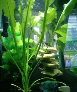 Aponogeton Ulvaceus Bulb - Aquarium Plant for Aquariums with temperatures Under 72F 53 71kMeiioo6L