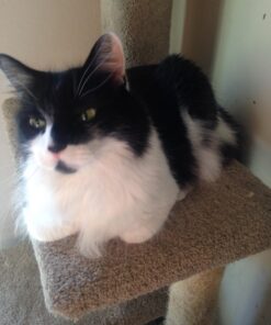 KirbyP et Owners Foaming Carpet Shampoo, White 128 Fl Oz 28 71kQHu rhNL