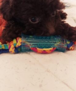 Petstages Orka Mini Dental Dog Chew Toys - 3 Pack Dental Chew 3 Pk 38 71kT6KENfOL