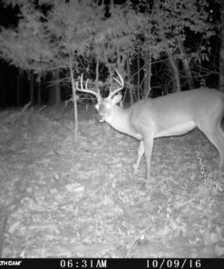 Evolved Habitat Deer Cane Block 4 lb 29 71kT9zsAeKL 1