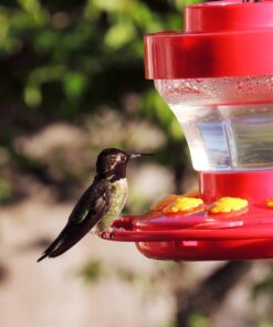 First Nature 993091-546 16 oz. Hummingbird Flower Feeder 24 71kUYa0hMrL