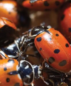 Alternative view of Nature's Good Guys 3000 Live Ladybugs - (2 X 1500 Live Ladybugs) - Guaranteed Live Delivery!