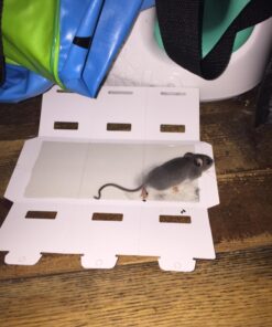 Trapper Insect Trap (Great for Bed Bugs, Spiders, Cockroaches) - Includes 90 Traps 24 71kYCUBDLPL