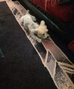 Dingo Tartar And Breath Dental Sticks For All Dogs, 48-Count 48 Count (Pack of 1) 26 71kaFeGDa1L