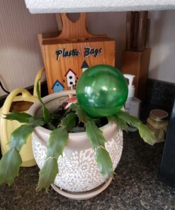 Miracle-Gro Cactus, Palm & Citrus Soil - For Containers , Added Fertilizer Feeds for 6 Months, 8 qt. Potting Mix 41 71kc5MycJML