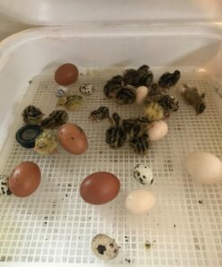 HovaBator 2370 Egg Incubator Deluxe Combo Kit, Electronic Thermostat, Circulating Air Fan, Automatic Egg Turner, Hygrometer for Humidity Measurement, Quail - Goose Hatching Eggs, Poultry 35 71kcHhK KVL