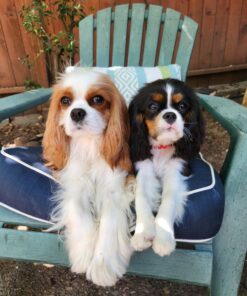 Diggin' Your Dog Firm Up Pumpkin for Dogs & Cats, 100% Made in USA, Pumpkin Powder for Dogs, Digestive Support, Apple Pectin, Fiber, Healthy Stool, 16 oz 16 oz (Pack of 1) 29 71keIAaAAYL