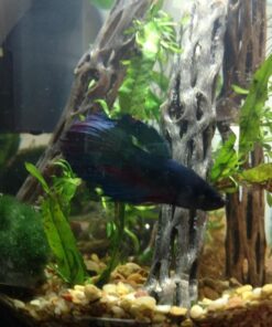 Natural Cholla Wood for Aquarium Decoration, Shrimp, Hermit Crab, Chew Toys for Small Pets (6 Inches Long(Pack of 3)) 6 Inches Long(Pack of 3) 37 71kgT920CTL