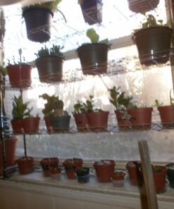 Hydrofarm HGS6 Clear 6-Inch, Pack of 25 Saucers, 6 inches 6 71kivm0FTCL