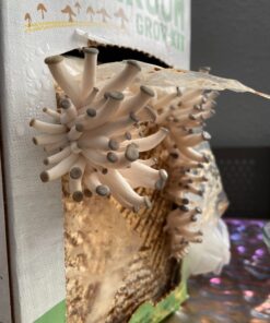 Back to the Roots Organic Oyster Mushroom Grow Kit, Harvest Gourmet Mushrooms In 10 Days 1 Count (Pack of 1) 86 71kj 3RSvgL