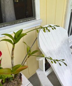 Miracle-Gro Ready-To-Use Orchid Plant Food Mist, 8 oz., Feeds Plants Instantly, 1 Pack 43 71kk6zHRFHL