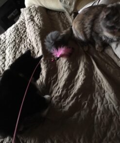 Fashion's Talk Cat Toys Variety Pack for Kitty 20 Pieces 51 71kmwh6CEML