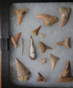 SE Glass Top Display Box - JT925 6-¼” x 5-¼” x ¾" 28 71knmxcaAEL