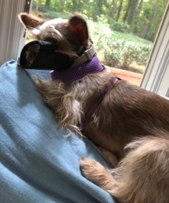 Downtown Pet Supply - Quick-Fit Dog Muzzle for Grooming - Pet Care & Dog Grooming Supplies - Soft Nylon Muzzle with Safety Buckle - Size 1 - Muzzle for Small Dog 34 71kopCRSiL 3