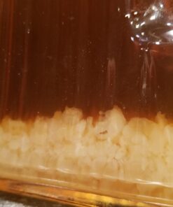 QUARTER POUND Original Water Kefir Grains Exclusively from Florida Sun Kefir with 12 Brewing Bags Mild Sweetness to Tart 0.25 Ounce (Pack of 4) 26 71kopa9fYWL