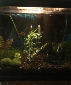 API LEAF ZONE Freshwater Aquarium Plant Fertilizer 18-Ounce Bottle White 16oz 37 71kpQKMi6vL