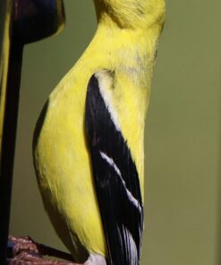 Tamron SP 150-600mm F/5-6.3 Di VC USD G2 for Canon Digital SLR Cameras Lens Only 60 71kqR6Pb7BL