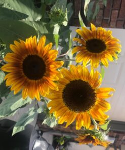 Seed Needs, Firecracker Sunflower (Helianthus annuus) Twin Pack of 85 Seeds Each 30 71kttTkqOtL