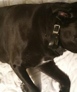 SportDOG No Bark Collar SBC-R 23 71kuBzs8Z9L