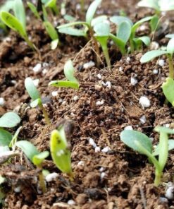 Wildflower Seeds Edible Flowers Mix - 1 Ounce Over 7,000 Open Pollinated Annual and Perennial Seeds 1 Ounce Packet 38 71kyb53yihL