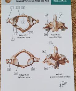 Netter's Anatomy Flash Cards (Netter Basic Science) 34 71kzs8Y3QXL